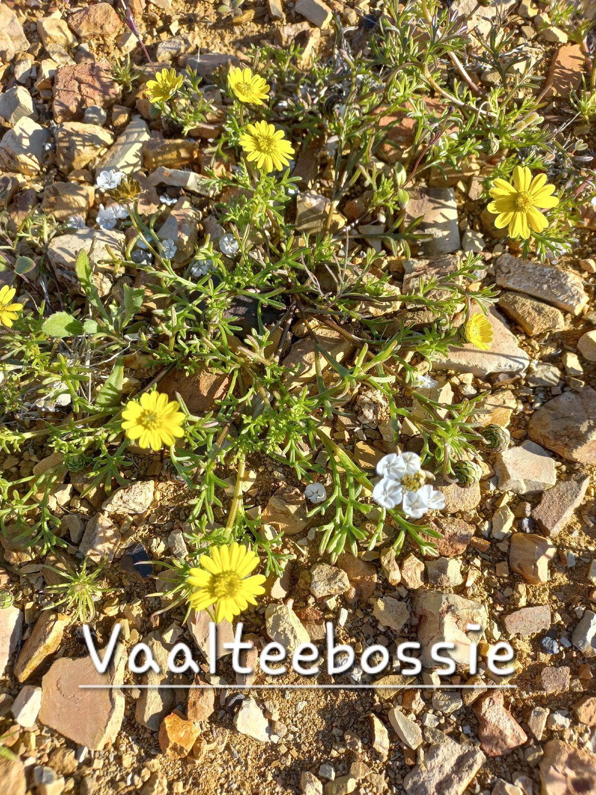 Foto van Vaalteebossie
