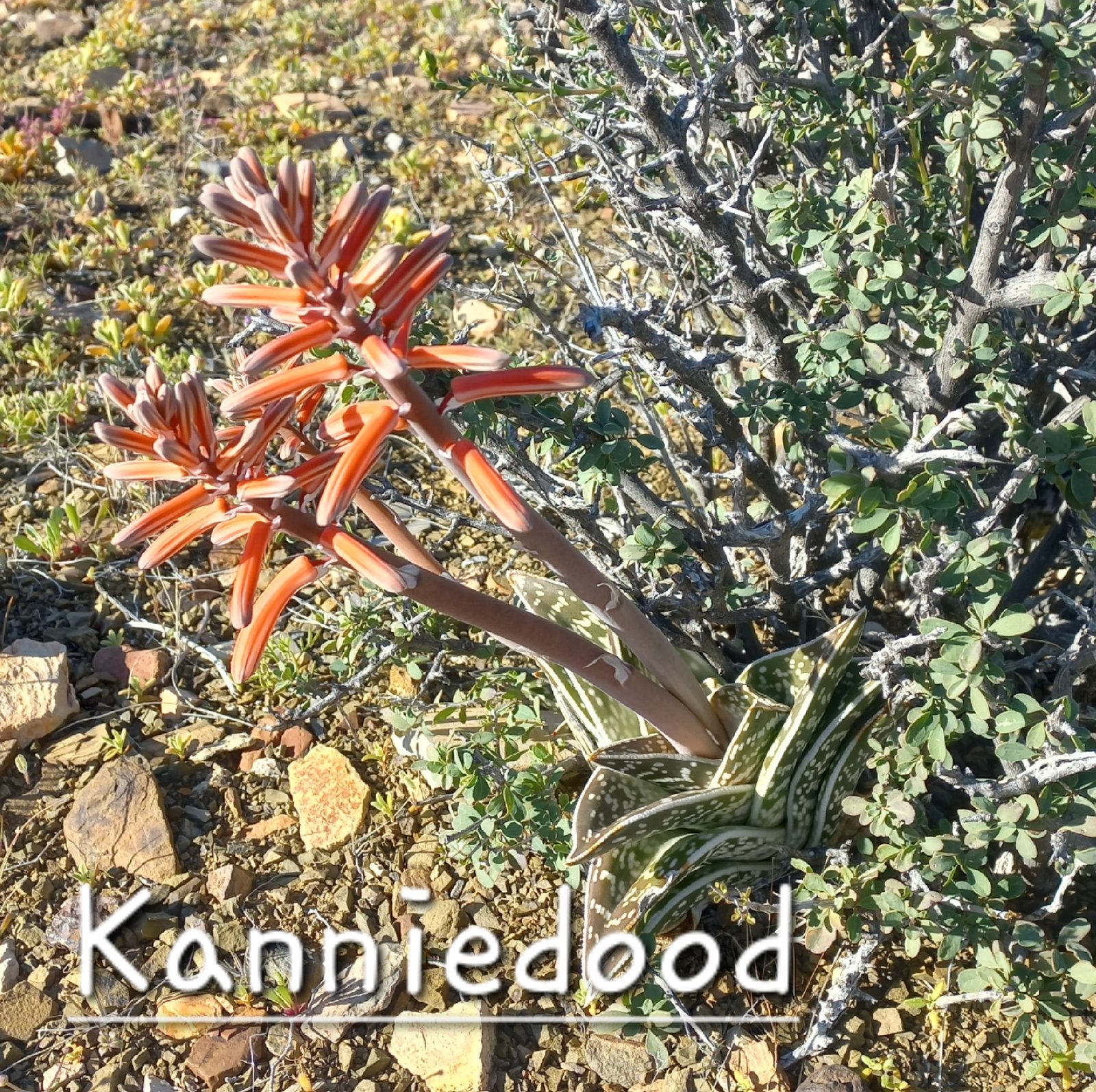 Foto van Kanniedood