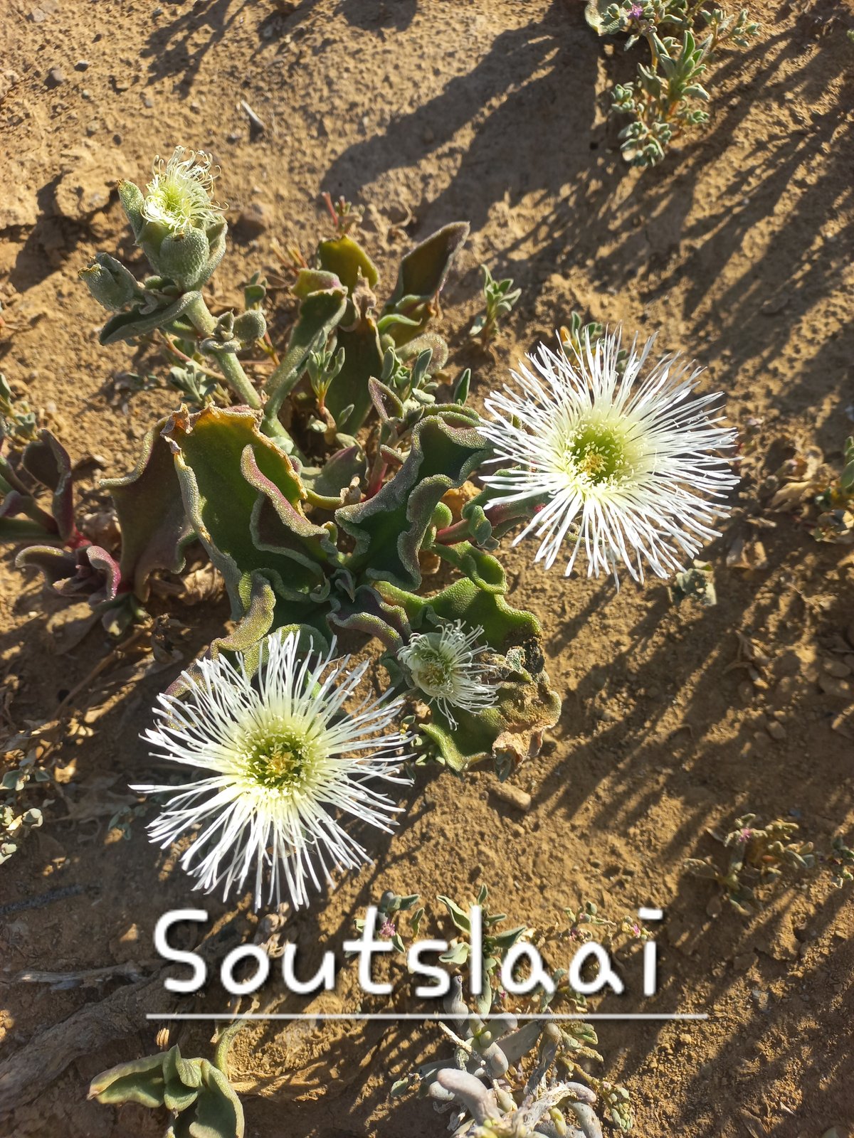 Foto van Soutslaai