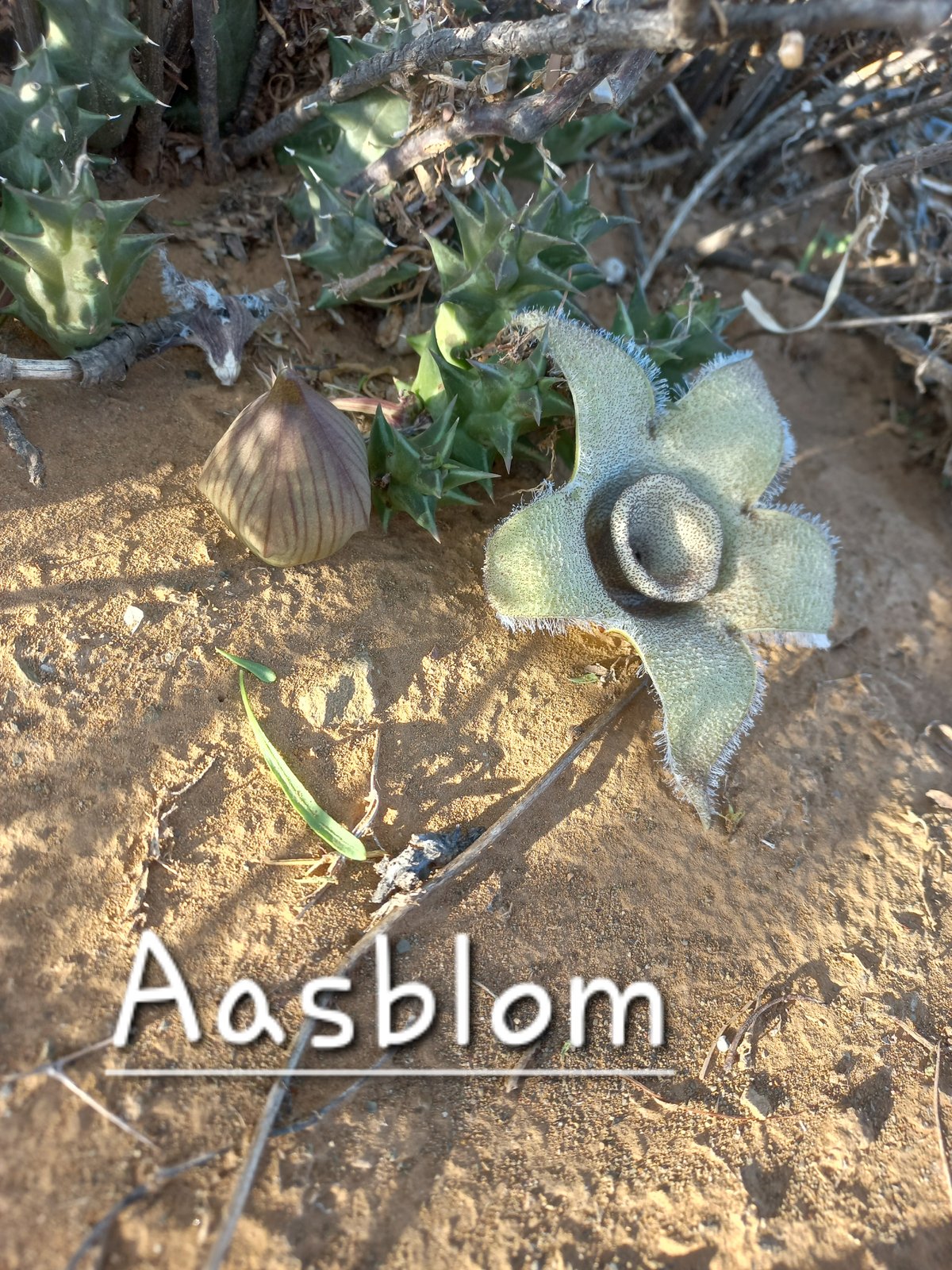 Foto van Aasblom