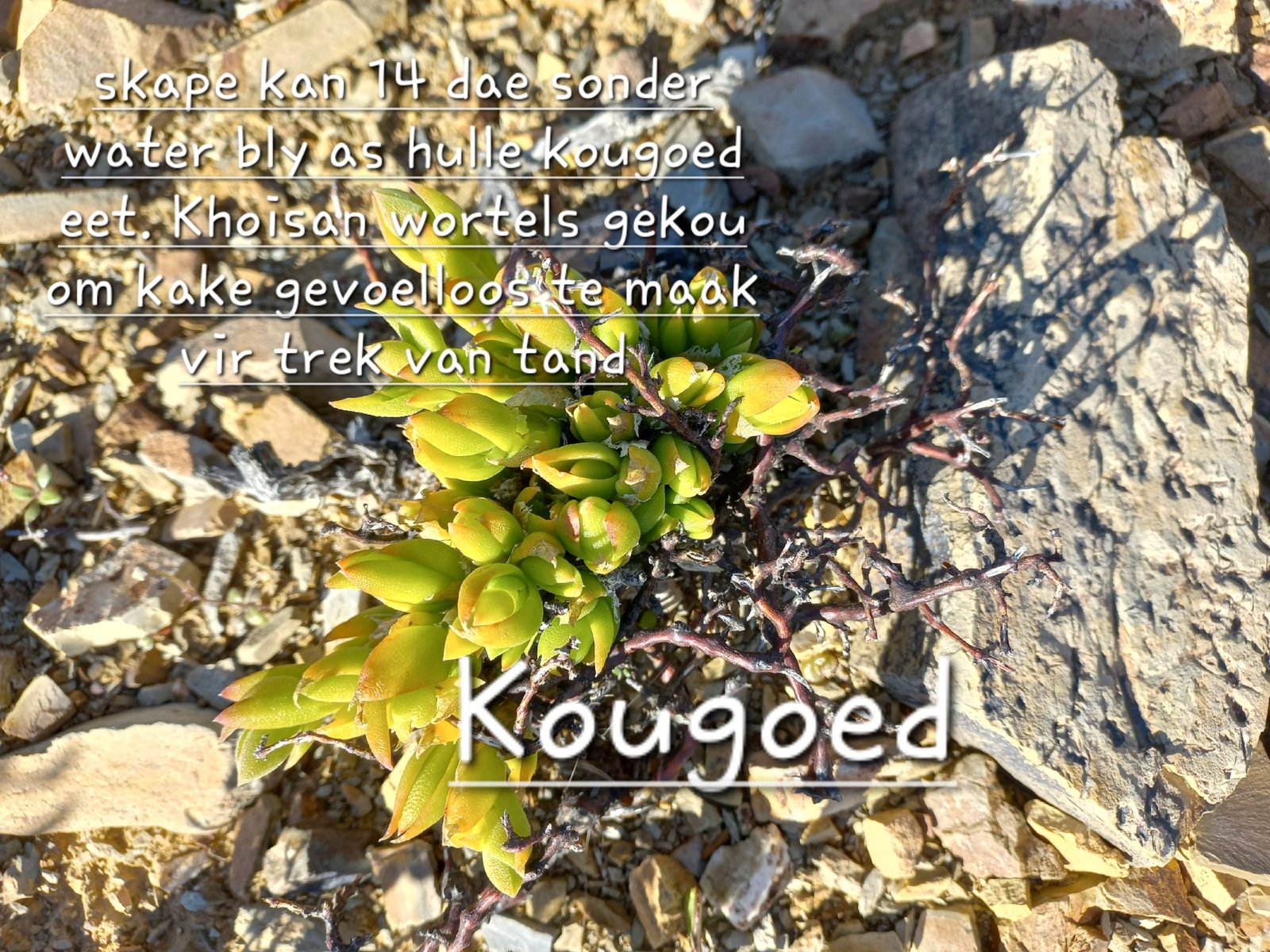 Foto van Kougoed