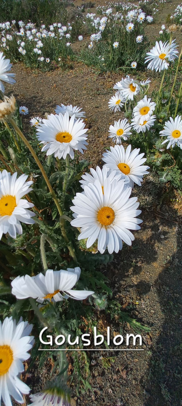 Foto van Gousblom