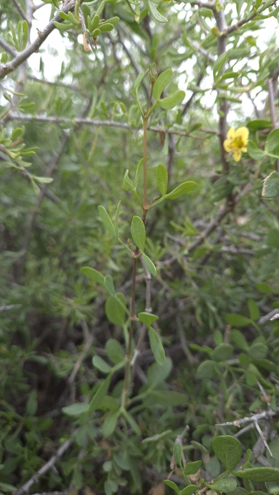 Foto van Grey Twinleaf