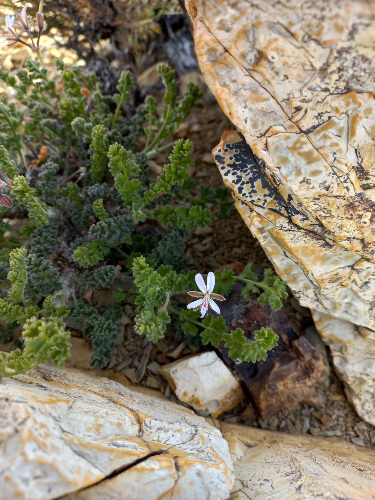 Foto van Karoo Malva
