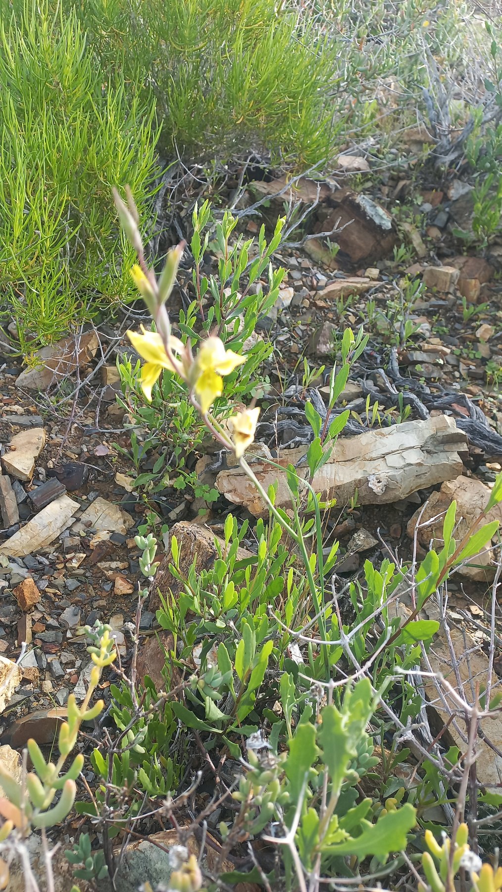 Foto van Karoo pypie