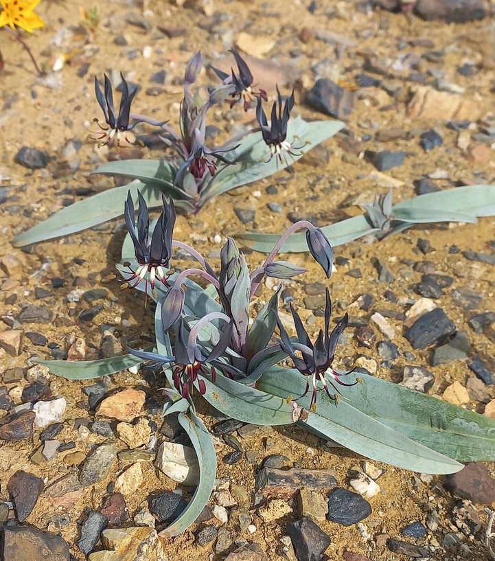 Foto van Karoo slangkop
