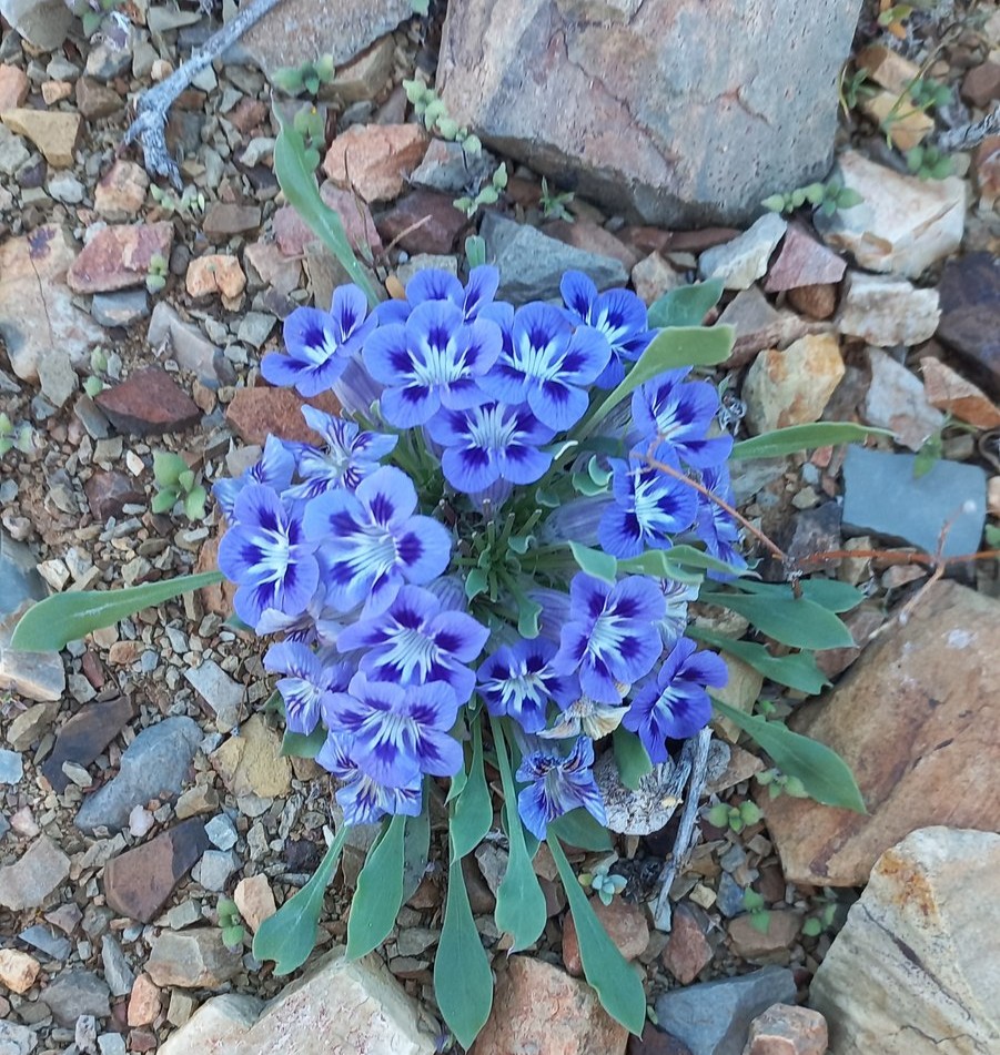 Foto van Karoo viooltjie