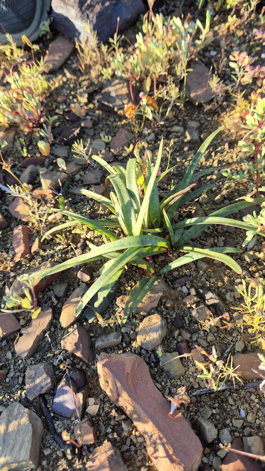 Foto van Ledebouria sp