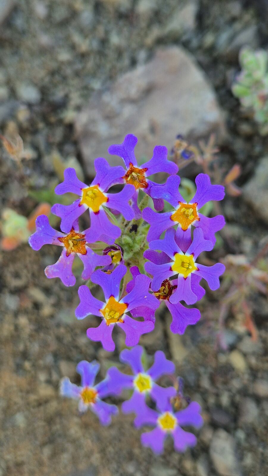 Foto van Verfblommetjies