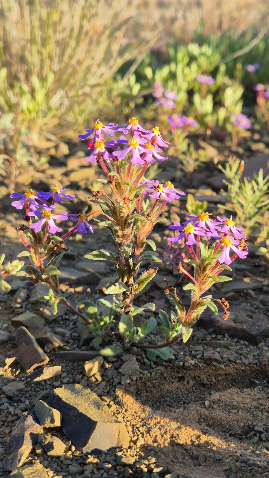 Foto van Verfblommetjies