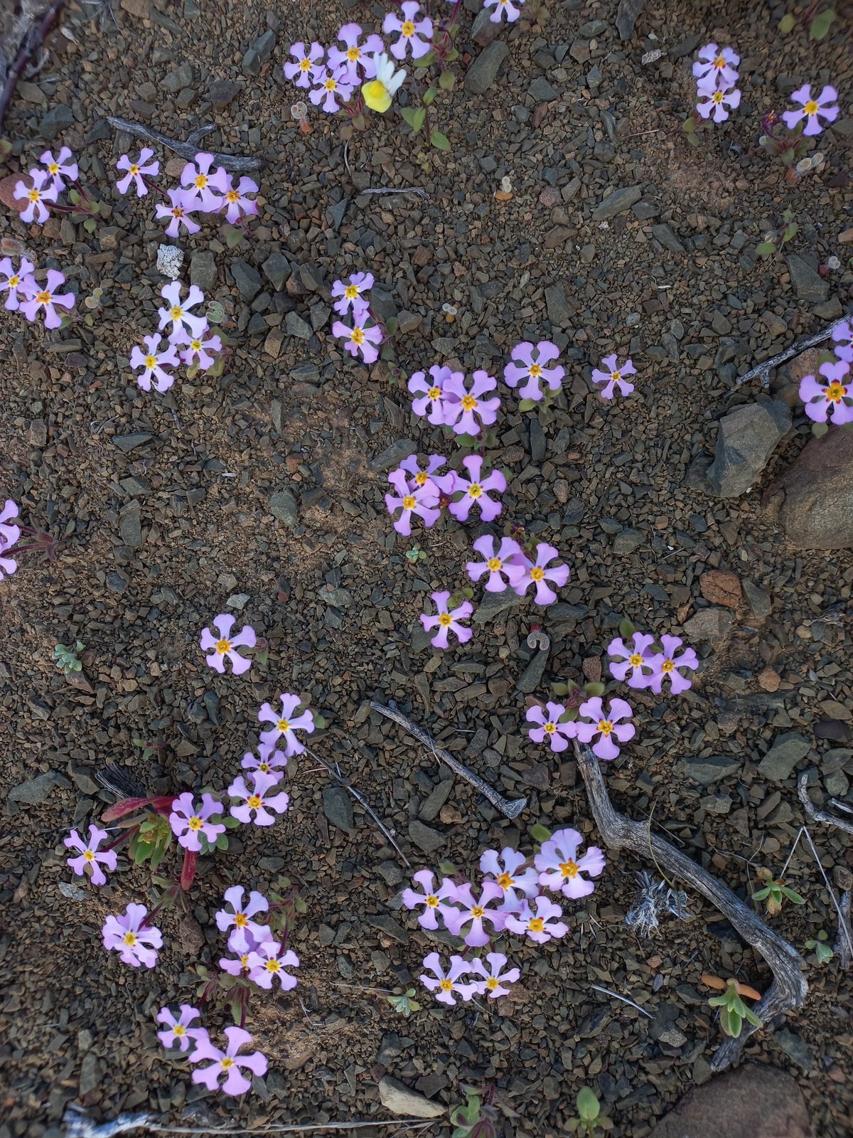 Foto van Verfblommetjies of Drumsticks